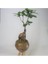 Flower - Ficus Ginseng Bonsai & Odunsu Remz Ayaklı Beton Saksıda Hediyelik Canlı Çiçek 3