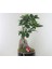 Flower - Ficus Ginseng Bonsai & Siyah Yuts Seramik Saksıda Hediyelik Canlı Çiçek 4