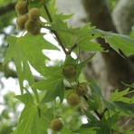 Floramut - Tüplü Çınar Ağacı Fidanı
