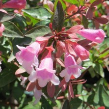 Floramut - Pembe Çiçekli Abelya Fidanı (Güzellik Çalısı)