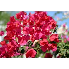 Floramut - Saksıda Sarılıcı Kırmızı Begonvil Fidanı
