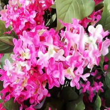 Floramut - Tüplü Pembe Leylak Fidanı (Pink Lilac) (30-50CM)