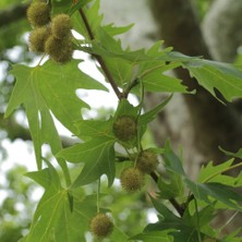 Floramut - Tüplü Çınar Ağacı Fidanı