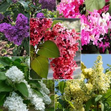 Floramut - Tüplü Karışık Renklerde Leylak Fidanı 5 Adet