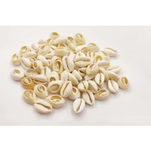 Yiğit Aksesuar 50 Adet Deniz Kabuğu