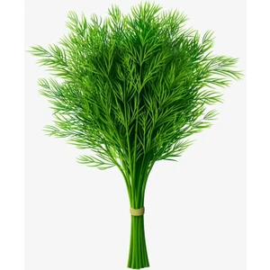 Agrodal Tarım  Dereotu Tohumu 1000 Adet Tohum