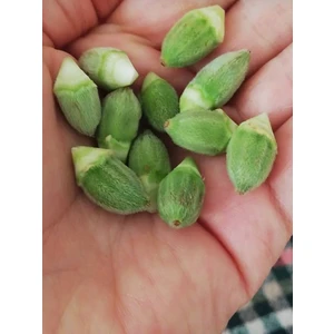 Agrodal Tarım Doğal Japon Bamyası Tohumu 100 Adet Tohum