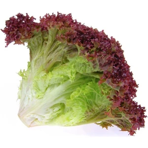 Agrodal Tarım Ithal Marul Kırmızı Salata (Kıvırcık) 1000 Ad. Tohum