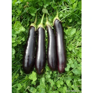 Agrodal Tarım Doğal Patlıcan Kemer 27 Çeşidi 100 Ad. Tohum