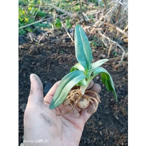 10 Adet Salep Fidesi