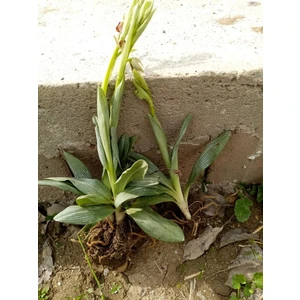 Doğal Salep Fidesi (5 Adet)