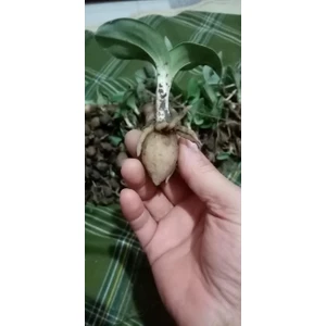 Salep Orkidesi Fidesi 1 kg