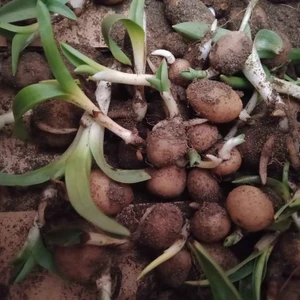 Salep Fidesi 50  Adet