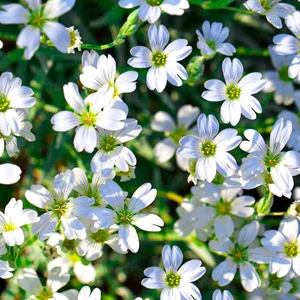 - Beyaz Çiçekli Çöven Çiçeği Tohumu-40 Tohum