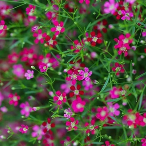 - Pembe Çiçekli Çöven Çiçeği Tohumu-40 Tohum