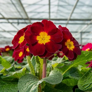 - Kırmızı Mart Çuha Çiçeği Tohumu-30 Tohum