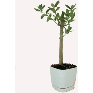 Anamur Naturel - Lüx Beyaz Saksıda Minyatür Zeytin Fidanı 60 - 80 cm