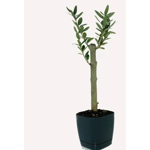 Anamur Naturel - Lüx Siyah Saksıda Minyatür Zeytin Fidanı 60 - 80 cm