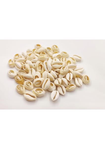 50 Adet Deniz Kabuğu