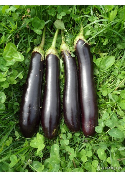 Doğal Patlıcan Kemer 27 Çeşidi 100 Ad. Tohum