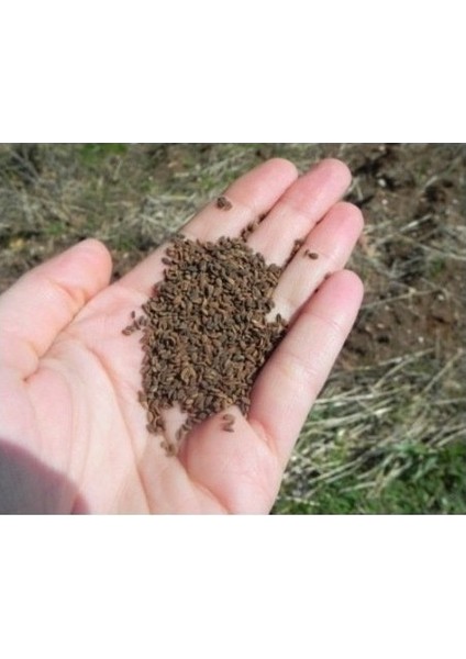 Arı Otu Tohumu - Faselya (250 Gr)