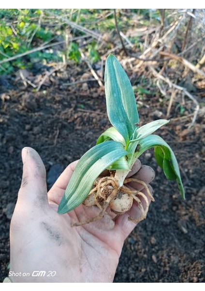 10 Adet Salep Fidesi