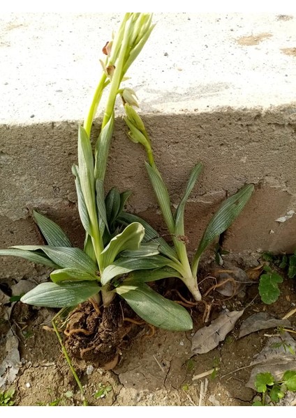 10 Adet Salep Fidesi fiyatları