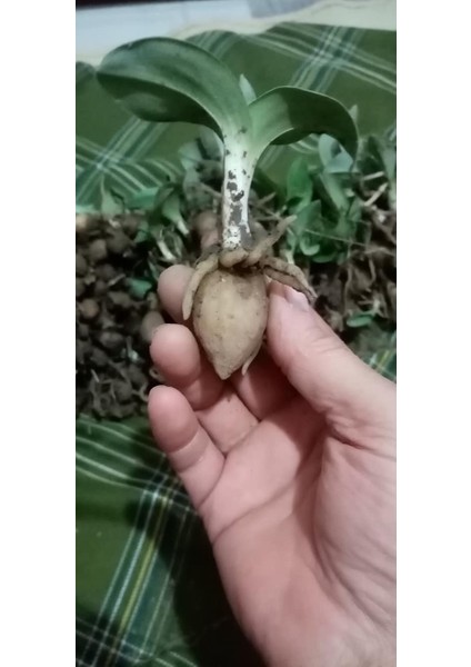 10 Adet Salep Fidesi modelleri