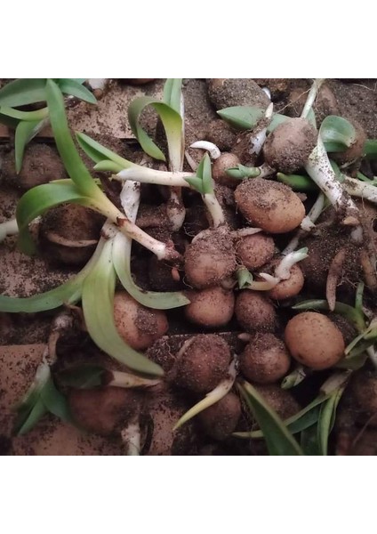 10 Adet Salep Fidesi fırsatları