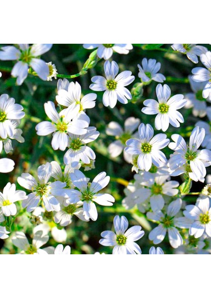 - Beyaz Çiçekli Çöven Çiçeği Tohumu-40 Tohum