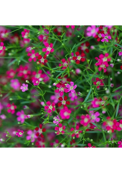 - Pembe Çiçekli Çöven Çiçeği Tohumu-40 Tohum