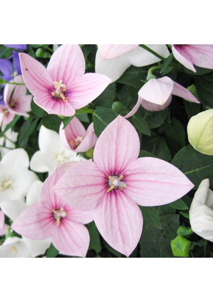 - Karışık Balon Çiçeği Tohumu-40 Tohum