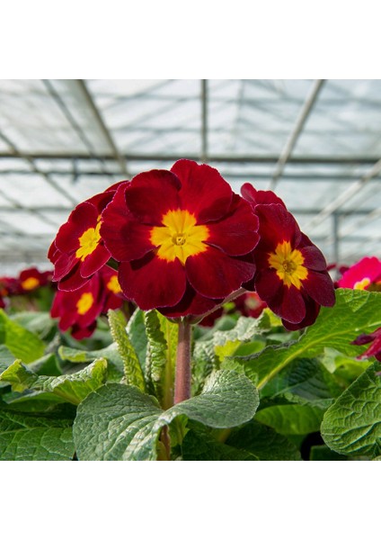 - Kırmızı Mart Çuha Çiçeği Tohumu-30 Tohum