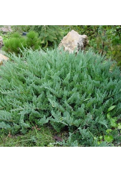 - Tüplü Yayılıcı Yatay Ardıç Fidanı fiyatları