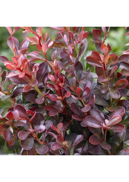 - Berberis (Kadın Tuzluğu) Fidanı