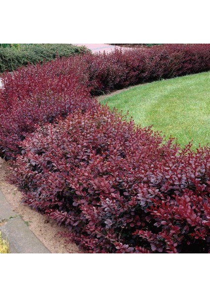 - Berberis (Kadın Tuzluğu) Fidanı fiyatları