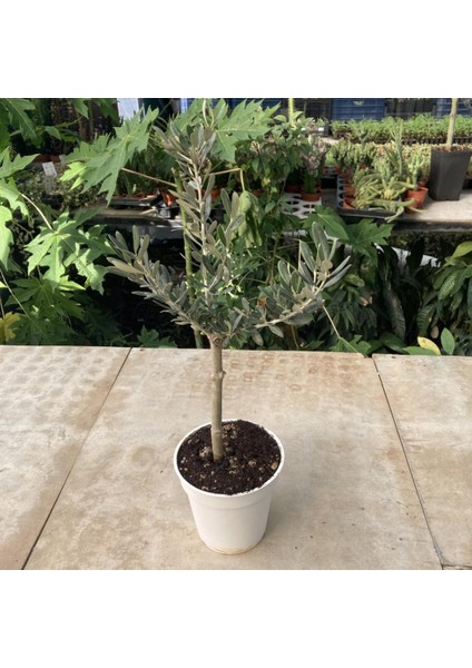 - 13'lük Beyaz Saksıda Minyatür Zeytin Fidanı 60 - 80 cm fiyatları