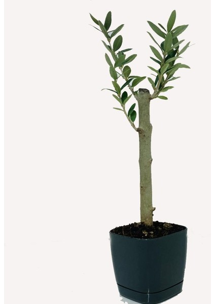 - Lüx Siyah Saksıda Minyatür Zeytin Fidanı 60 - 80 cm