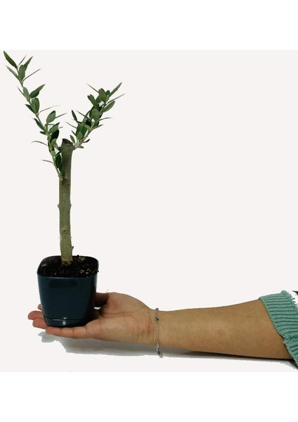 - Lüx Siyah Saksıda Minyatür Zeytin Fidanı 60 - 80 cm fiyatları