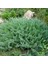 - Tüplü Yayılıcı Yatay Ardıç Fidanı 2