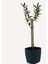- Lüx Siyah Saksıda Minyatür Zeytin Fidanı 60 - 80 cm 1