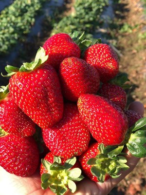 Agrodal Tarım Doğal Yediveren Anadolu Çileği Tohumu 100 Adet Tohum