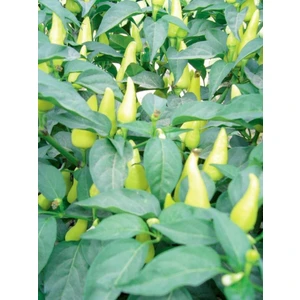 Agrodal Tarım Doğal Turşuluk Badem Biberi Misket  100 Adet Tohum