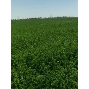 Agrodal Tarım Yüksek Boylu Kaplamalı Elçi Yonca Tohumu 3 kg