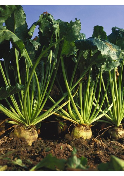 Agrodal Tarım Doğal Anadolu Şekerpancarı Tohumu 100 Adet Tohum