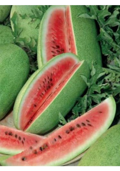 Ithal Charleston Gray Karpuzu 20 Ad Tohum