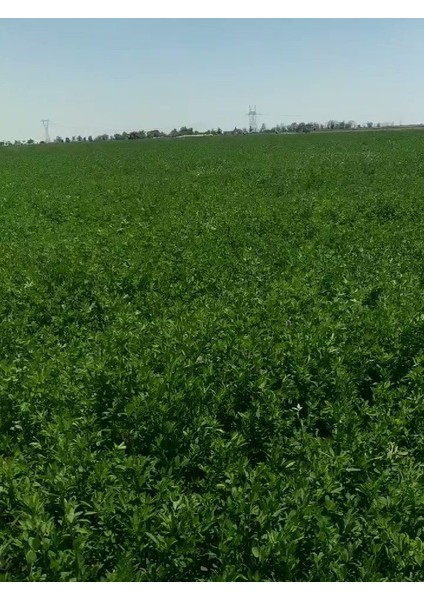 Yüksek Boylu Kaplamalı Elçi Yonca Tohumu 1 kg