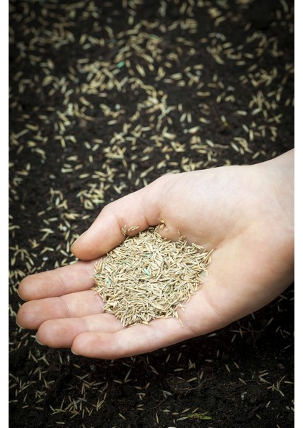 Çim Tohumu Ithal 6'li Karışım Grand Master Seed 6-M Mix 1 kg fiyatları