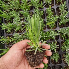 Floramut Lavandula Intermedia Lavanta Fidesi-2 Adet