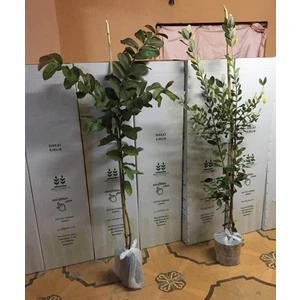 Tropikal 2'li 2 Yaş Guava +3 Yaş Feijoa(Kaymak Ağacı) 100-130 cm